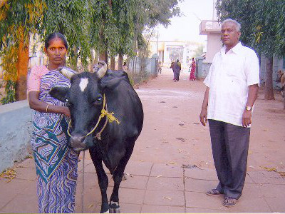Pfarrer Arumaisamy mit stolzen Kuhbesitzerinnen